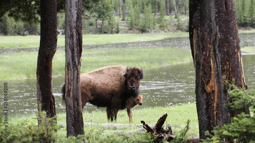 Beautiful Buffalo Cow with her Baby calf – Yellowstone NP – USA Beautiful Buffalo Cow with her Baby calf – Yellowstone NP – USA