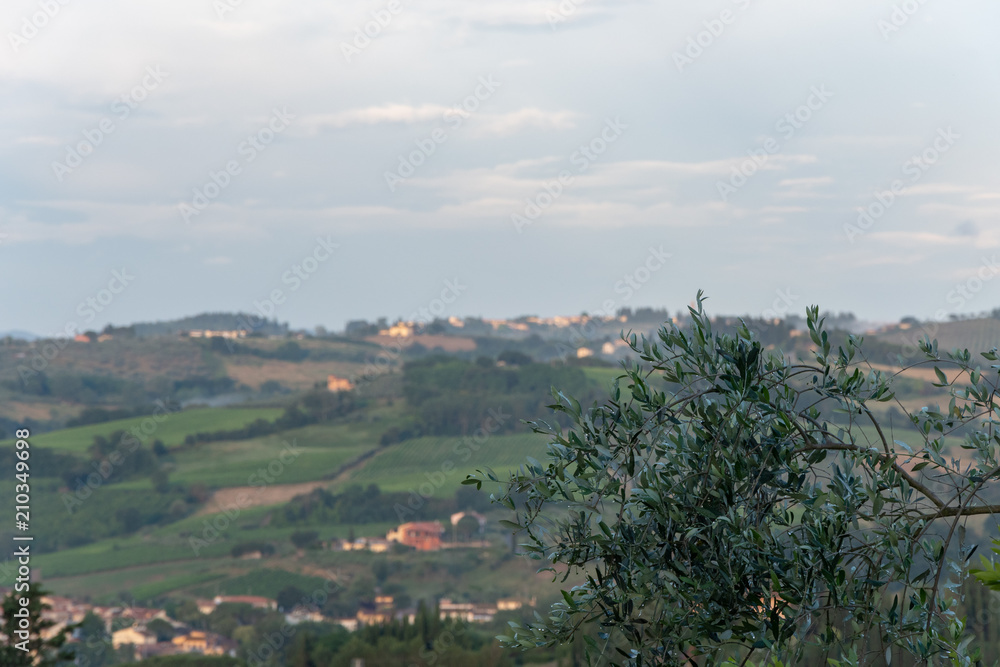 Olivenbaum mit Landschaft in der Toskana