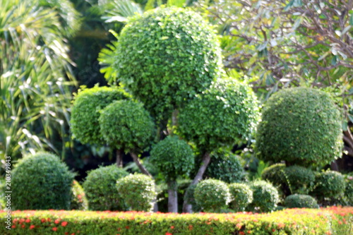 blurred garden tree, blurred background image of bending bushes sphere tree green leaf spherical shrub garden