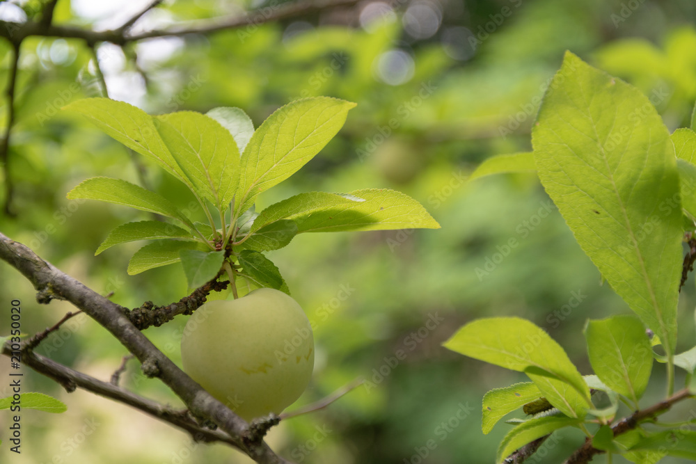 Frische Aprikosen am Obstbaum