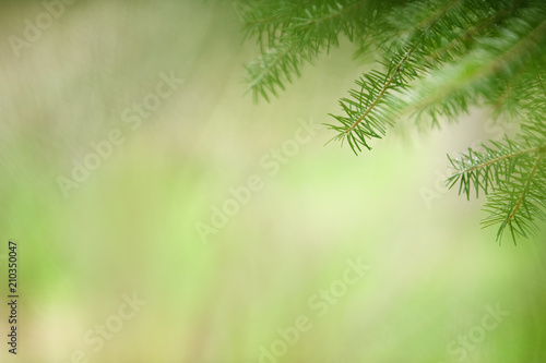 Close-up of spruce branch and needles. Selective focus and shallow depth of field. © ekim