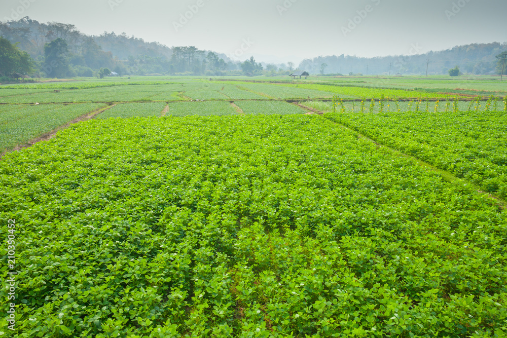 A Green field of choy sum is growth at vegetable garden farm located at north of thailand A Green field of choy sum is growth at vegetable garden farm located at north of thailand