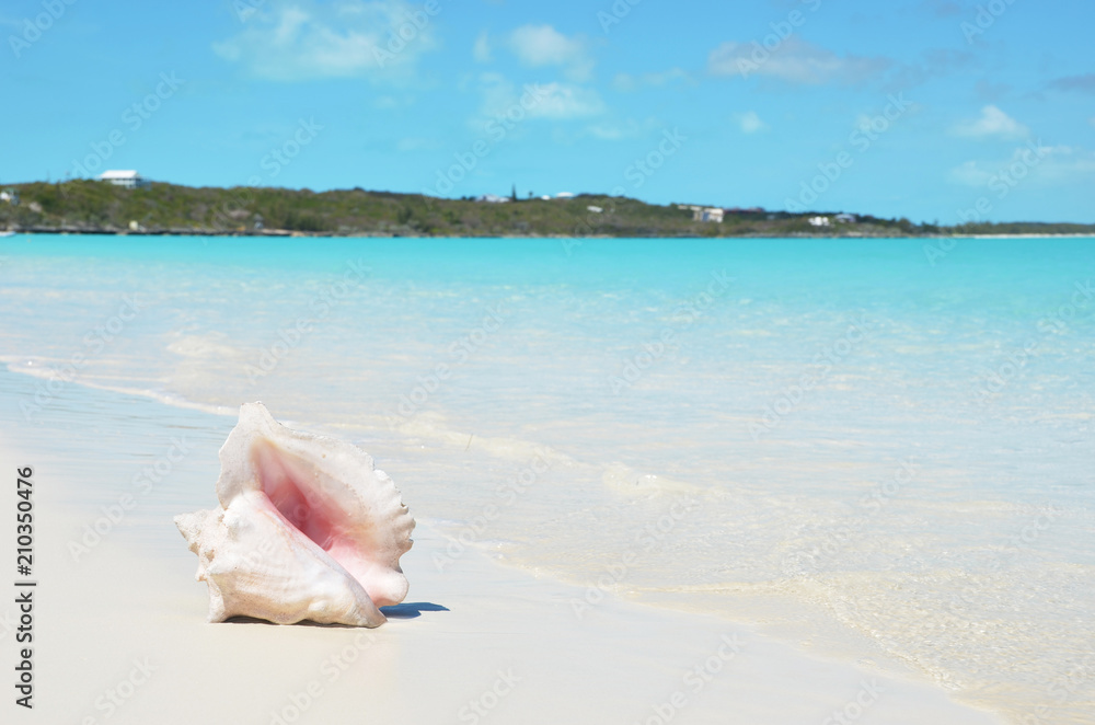 Conch on the beach. Exuma, Bahamas Conch on the beach. Exuma, Bahamas