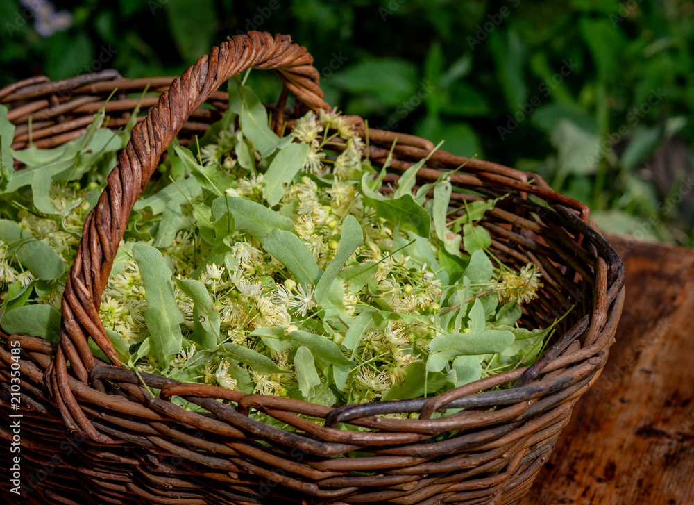 Fresh Tilia flowers in a basket in garden. Close up of Linden flowers in a basket. Fresh Tilia flowers in a basket in garden. Close up of Linden flowers in a basket.