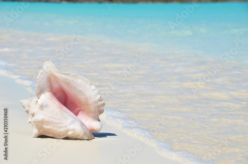 Conch on the beach. Exuma, Bahamas