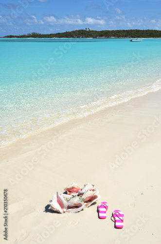Conches on the beach. Exuma, Bahamas