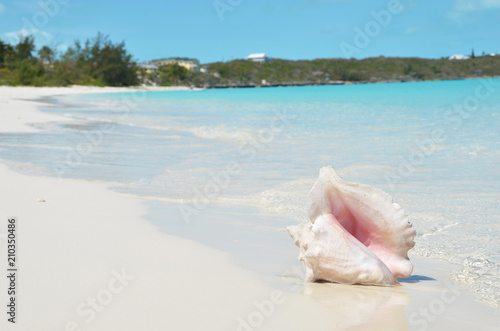 Conch on the beach. Exuma, Bahamas