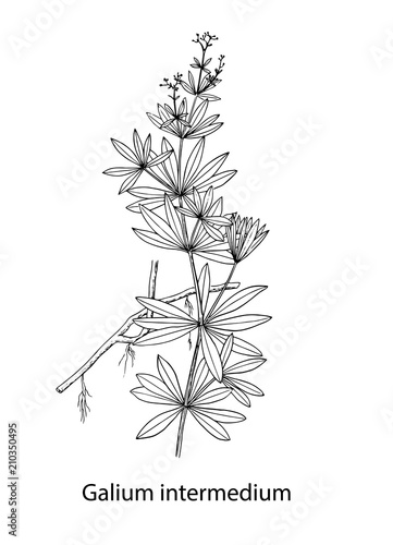 galium intermedium old gravure