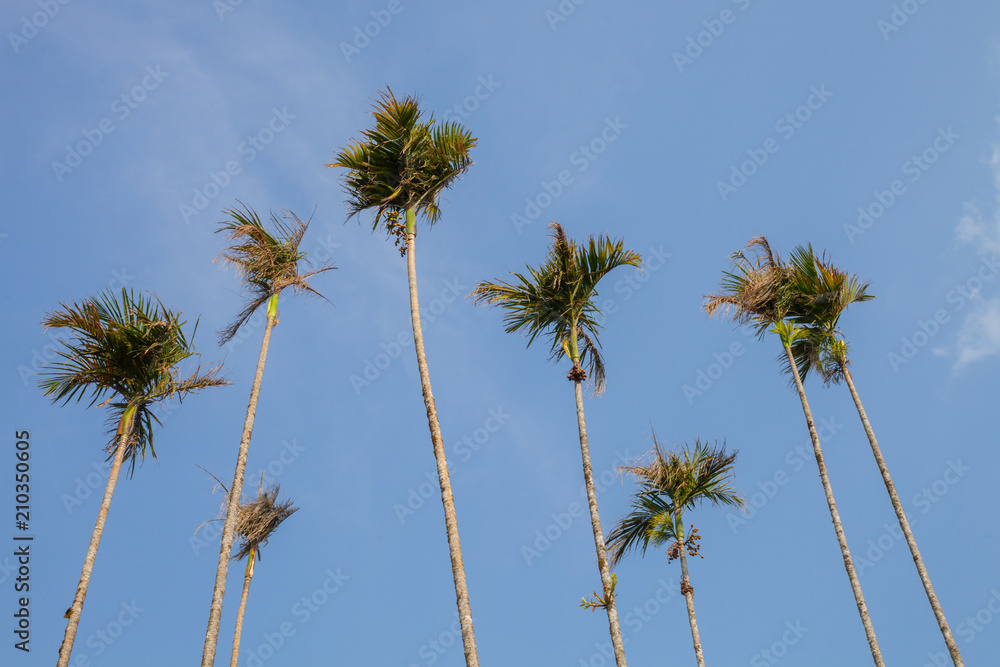 Betel nut tree with clear sky background