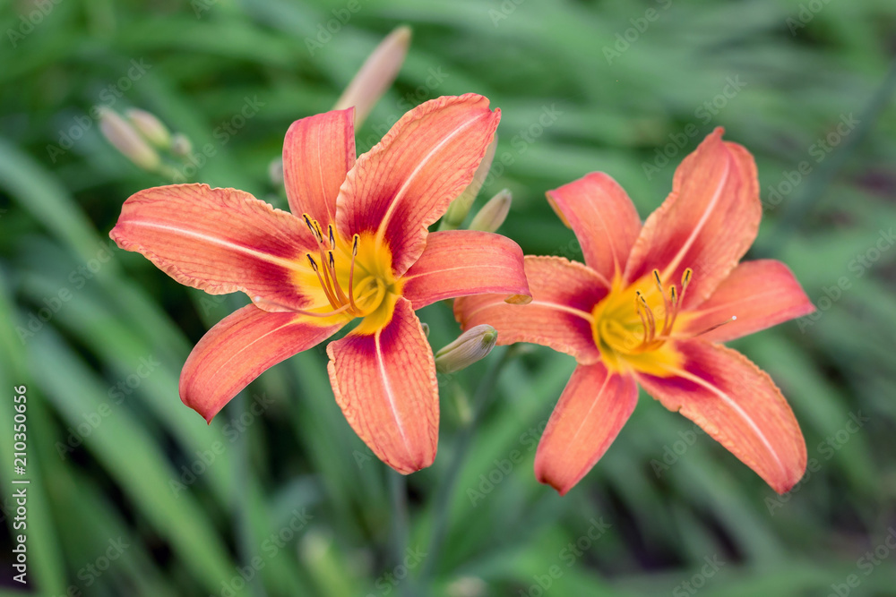 Two lilies of orange on a green background bloom in the garden_ Two lilies of orange on a green background bloom in the garden_