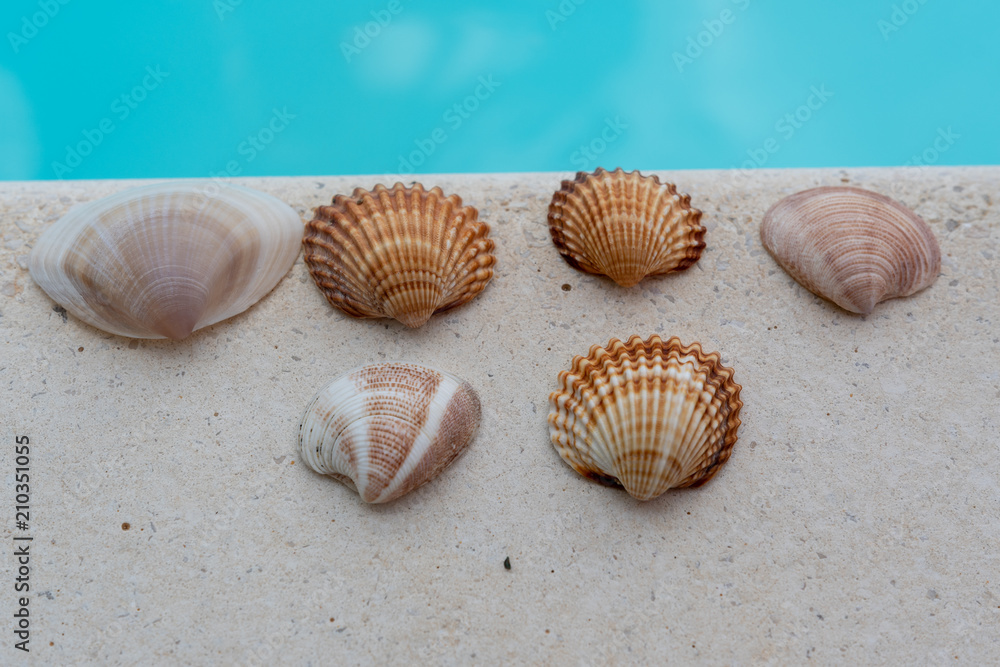 Muscheln Muscheln