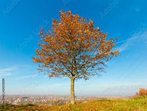 Lonely autumn maple tree