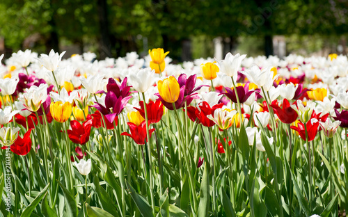 flowerbed with tulips in spring
