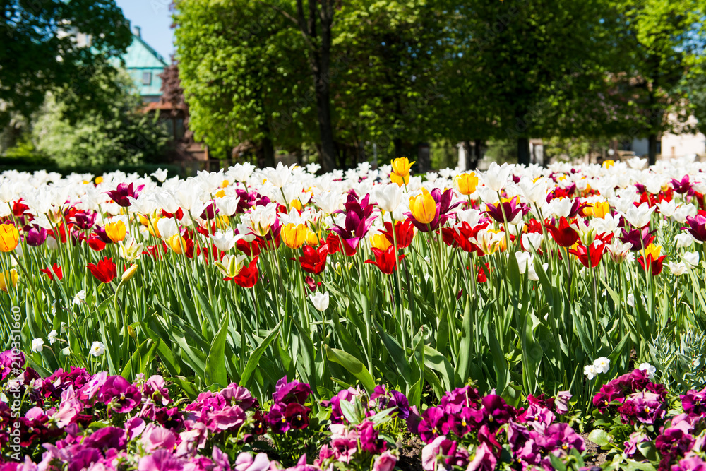 flowerbed with tulips in spring