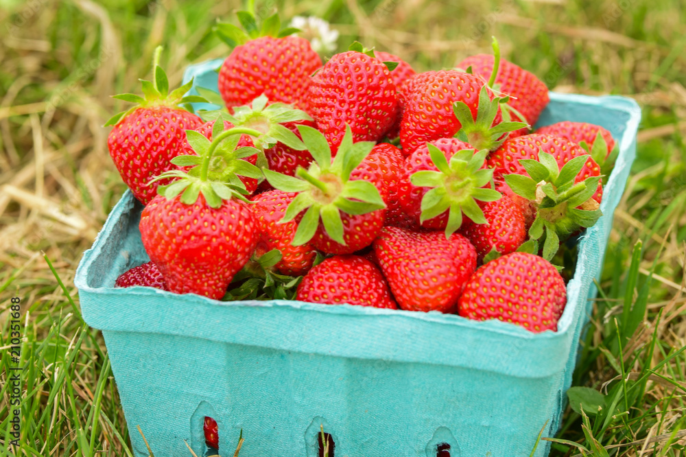 Strawberries Strawberries