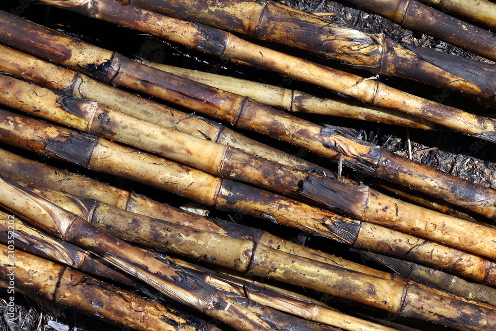 Sugar cane, Sugarcane plantation burn, Sugar cane burned cutting on floor field plantation, Sugarcane background Sugar cane, Sugarcane plantation burn, Sugar cane burned cutting on floor field plantation, Sugarcane background
