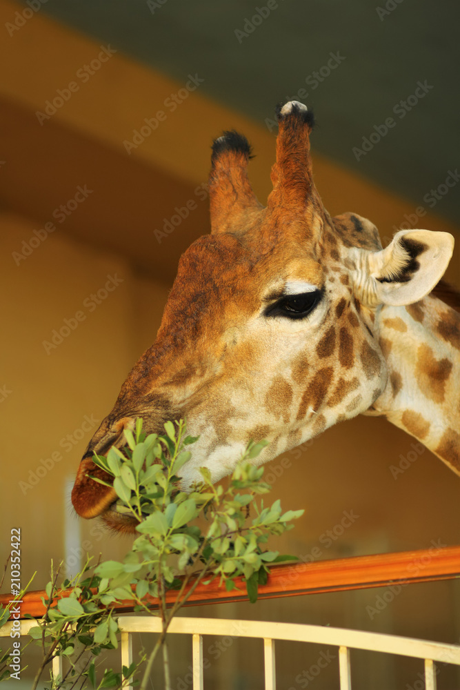 Closeup of giraffe head eating leaves in zoo enclosure