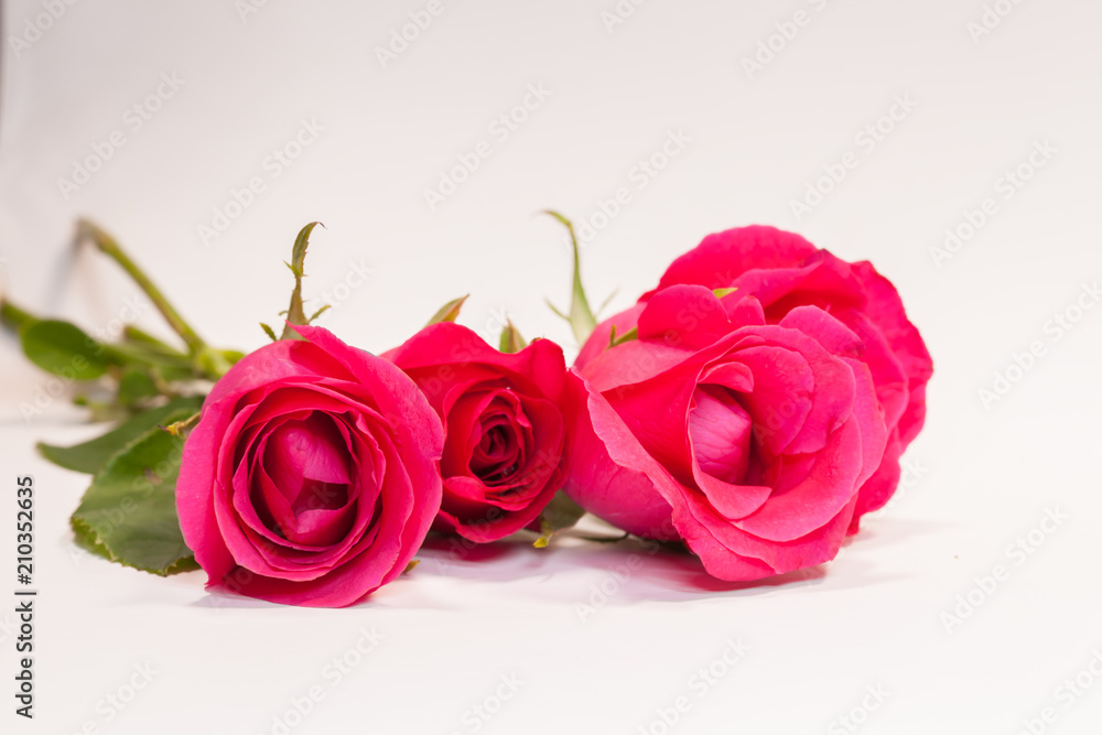 Fototapeta premium Colorful of closeup of fresh red rose on white background