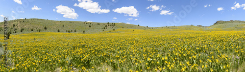 Mules Ears and Lupine Coloring the Hillsides of Southwestern Idaho and Southeastern Oregon