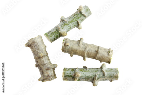Cassava heap cut, Tapioca tree trunk piece cut, Cassava roots isolated on white background