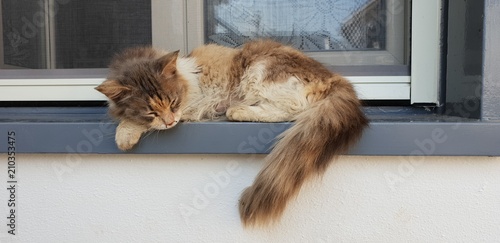 Photography wild cat sleeping