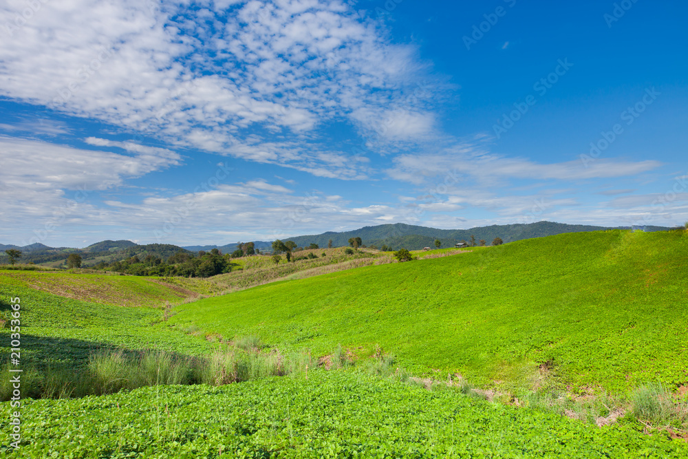 Fresh green grass on hill of mountain under clear sky in summer day