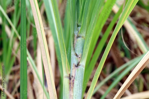 Sugar cane leaves fresh green close-up  Sugarcane agriculture  Sugarcane plantation