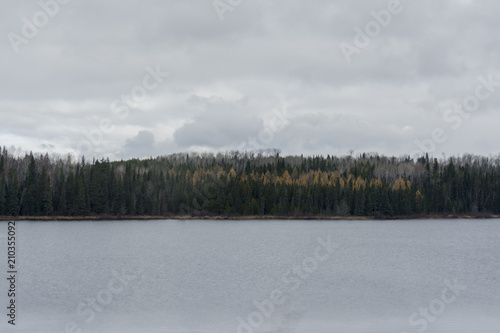 After the rain gray day forest in autumn © anovva