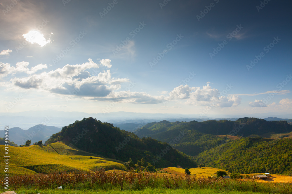 Corn farm in front of landscape view green mountain  under clear sky background  - obrazy, fototapety, plakaty 