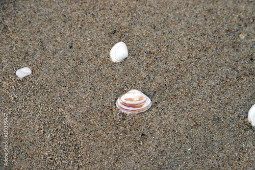 coquillages sur le sable de Mimizan
