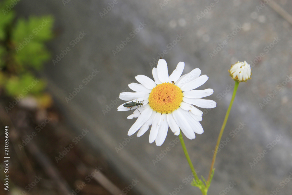 Obraz premium white chamomile close-up on a blurred background with a beetle on flowers