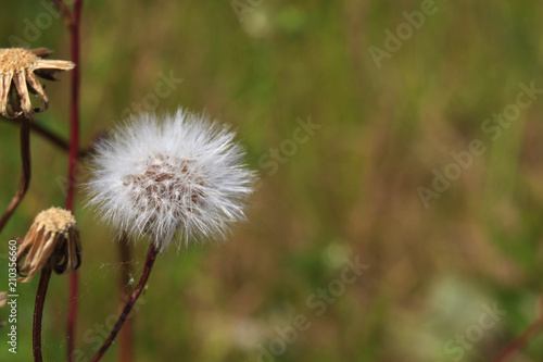 dandelion close-up on blurred background
