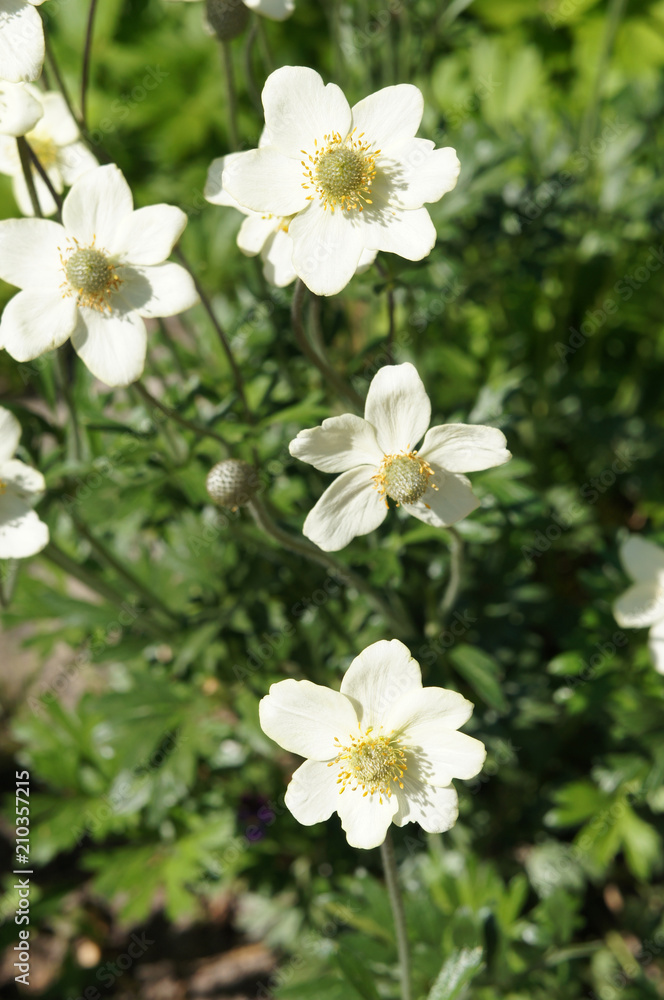 Anemone sylvestris or snowdrop anemone white flowers Anemone sylvestris or snowdrop anemone white flowers