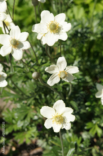 Anemone sylvestris or snowdrop anemone white flowers