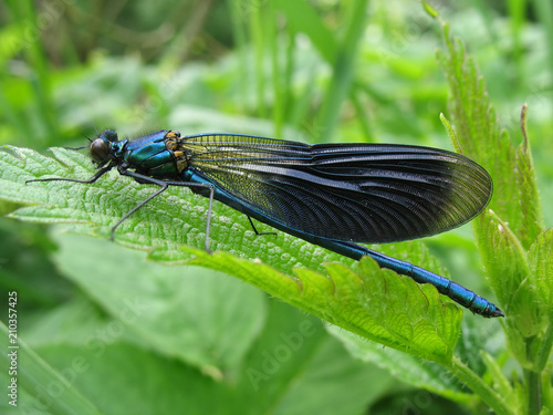 Dark dragonfly (Calopteryx Virgo) with black wings, sitting on green leave against grass background.