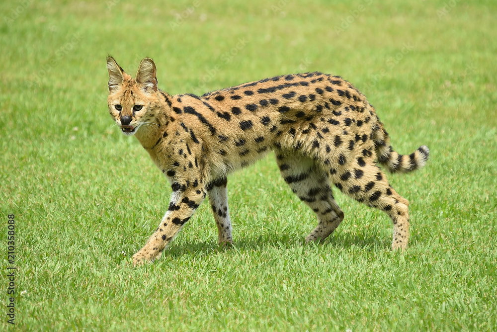 serval serval