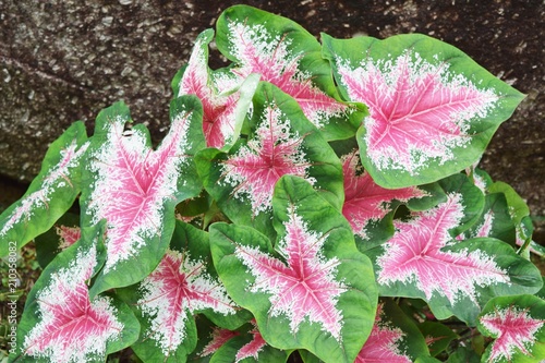 caladium in the garden photo