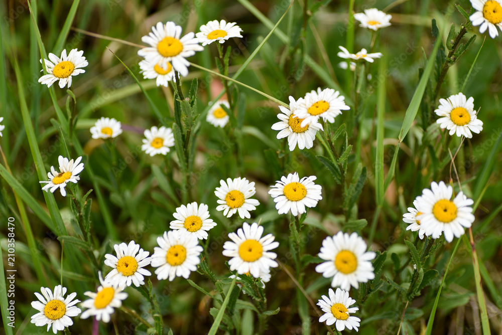 Macro Flower Chamomile Field Macro Flower Chamomile Field