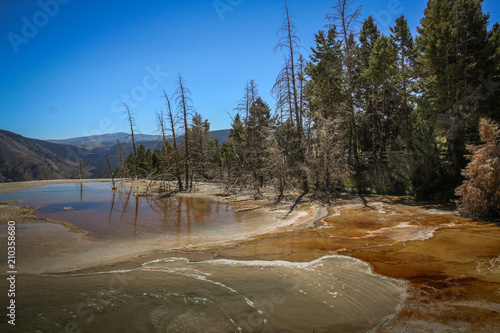 Dead trees and Mammoth Hot Springs travertine concretions in Yellowstone National Park