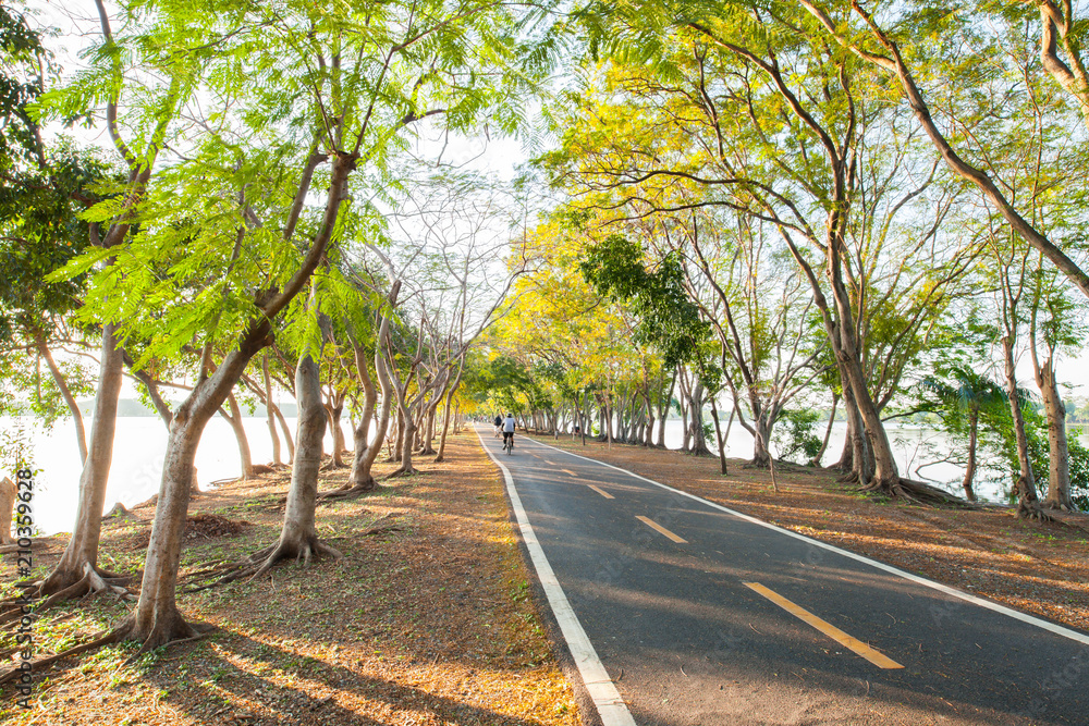 Running lanes of street in park under tree at sunset timing Running lanes of street in park under tree at sunset timing