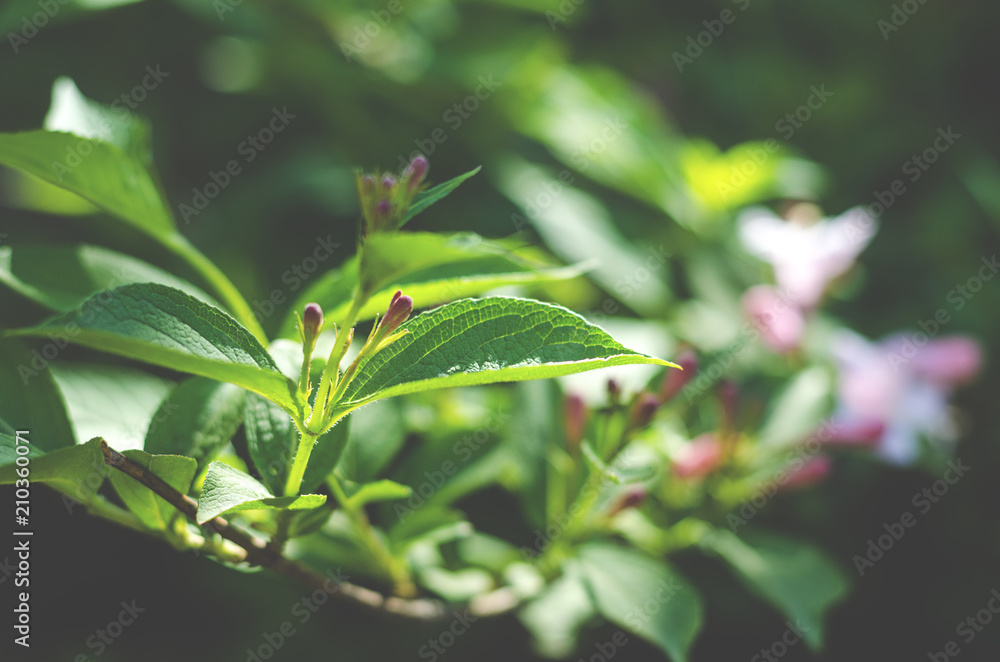 Weigel shrub flowers