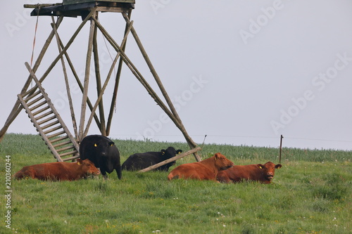 Kühe auf einer Weide photo