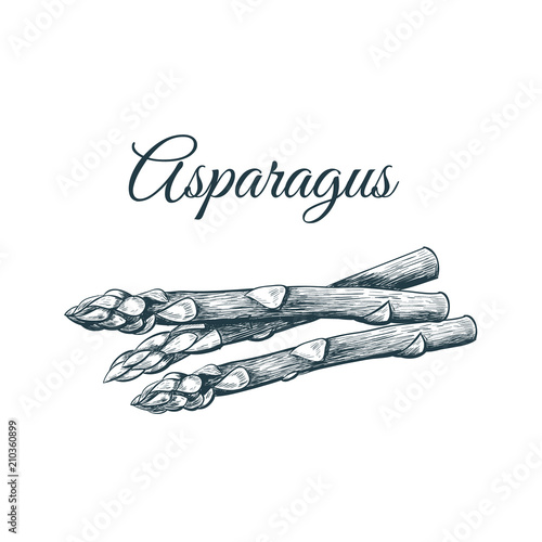 Asparagus sketch hand drawing. 