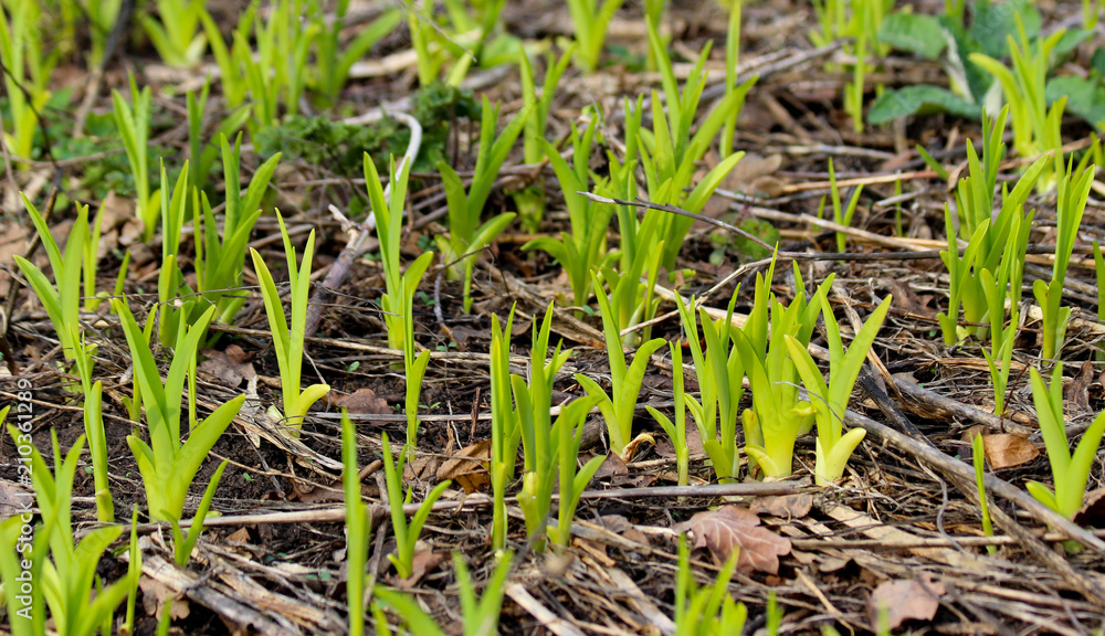 Sprouts of newly planted flowers. Picture with selective focus Sprouts of newly planted flowers. Picture with selective focus