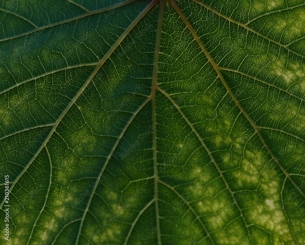 Obraz premium grape leaf texture