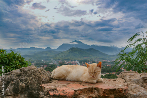 Cat on the hill - Luang Prabang - Laos