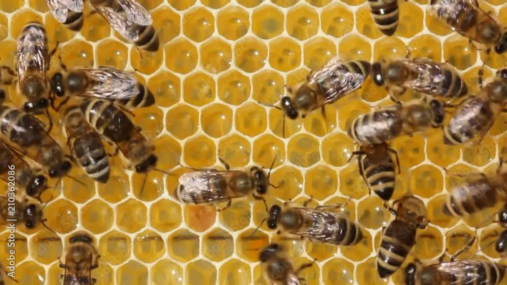 Bees transform nectar into honey. Story of summer life of bees. Bees transform nectar into honey. Story of summer life of bees.