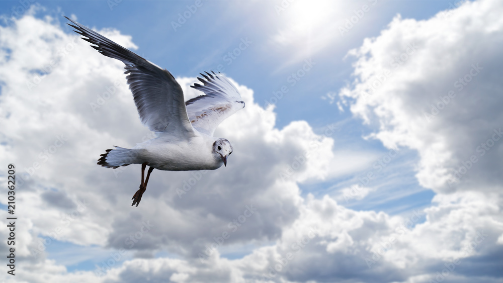 White seagull flies against the background of a blue cloudy sky