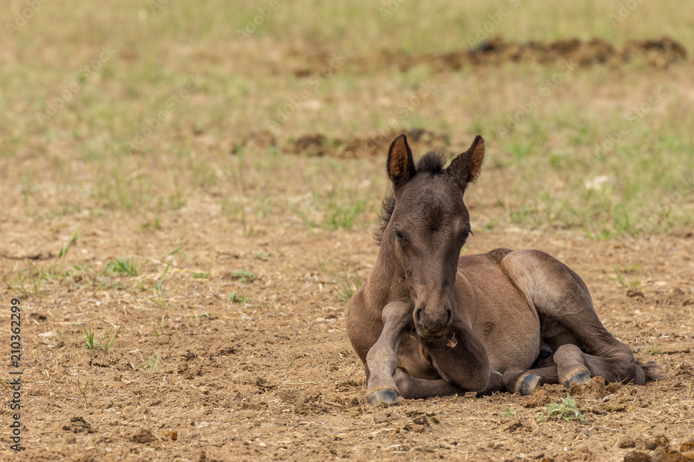 Cute Wild Horse Foal in Utah in Summer Cute Wild Horse Foal in Utah in Summer