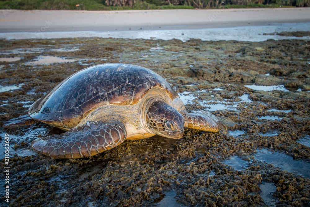 Female Green sea turtle on the beach.